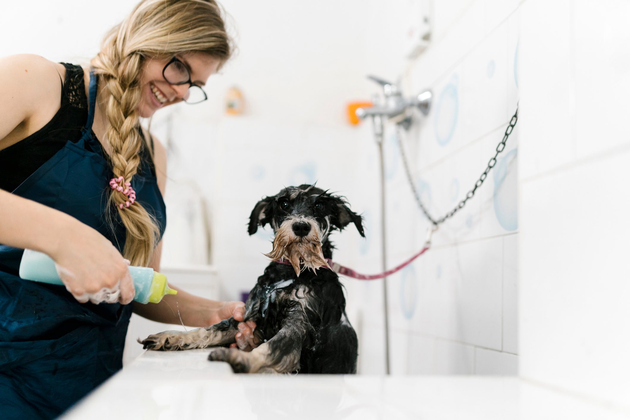 Groomer-bathing-little-dog-jobs-for-introverts