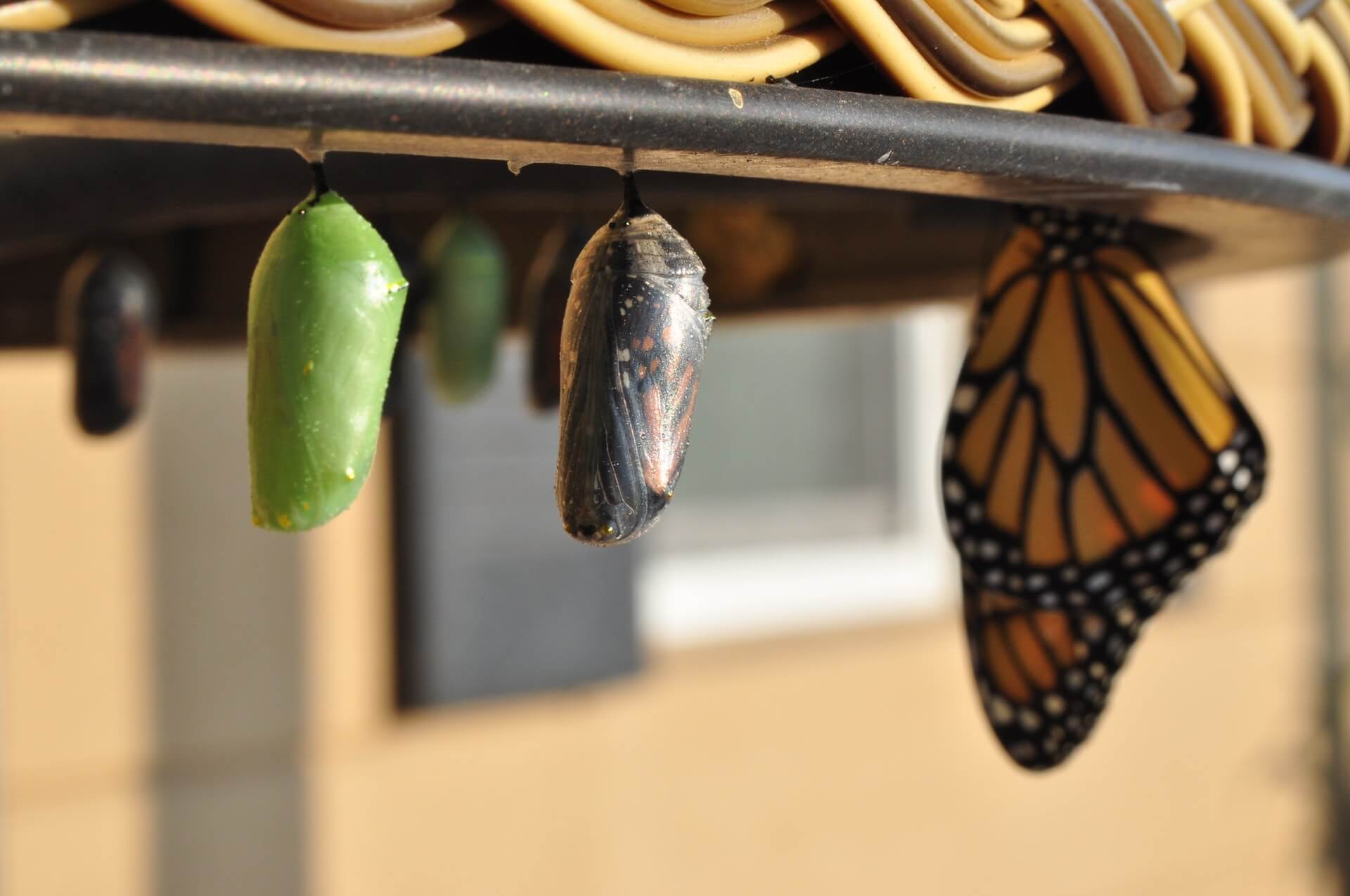 chrysalis-changing-to-butterfly-motivational-interviewing-questions