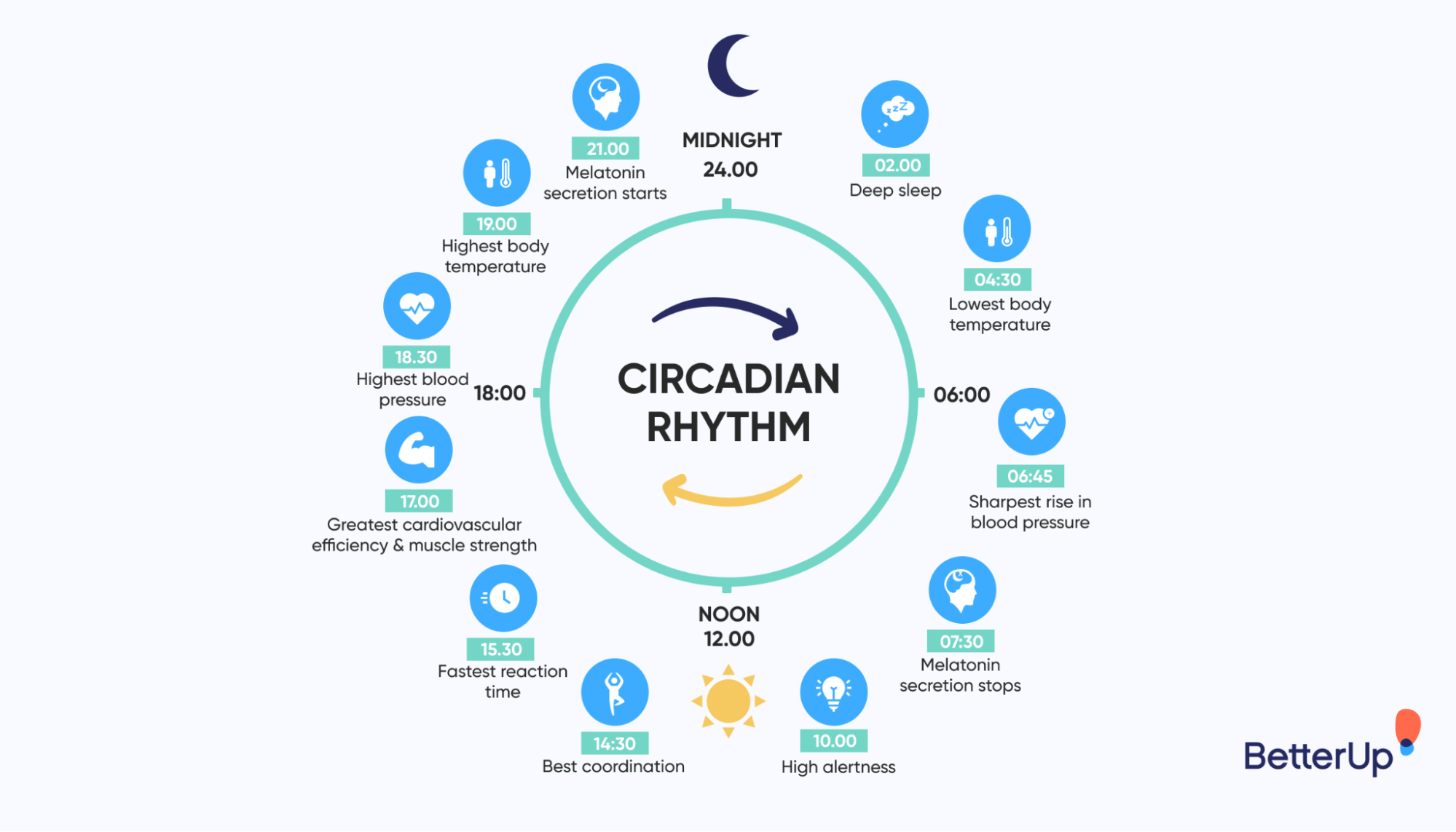 infographic-of-a-conventional-circadian-rhythms