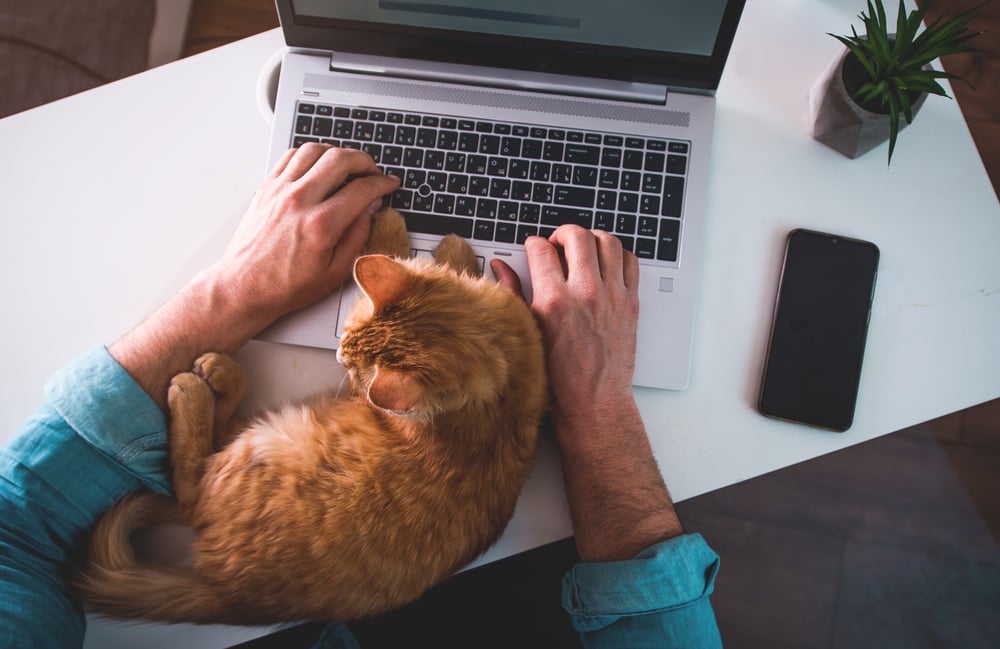 man-typing-on-laptop-with-ginger-cat-how-to-avoid-distractions